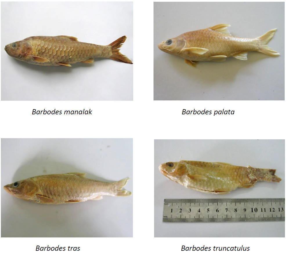 Lil’ Critters | MY ENDURING BONES